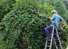https://job-industrie.com/wp-content/uploads/2019/04/landscape-gardener-409147_1920-236x168.jpg