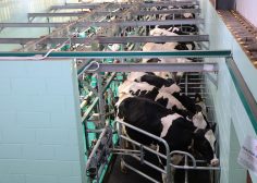 https://job-industrie.com/wp-content/uploads/2019/07/milking-1805390_1920-236x168.jpg